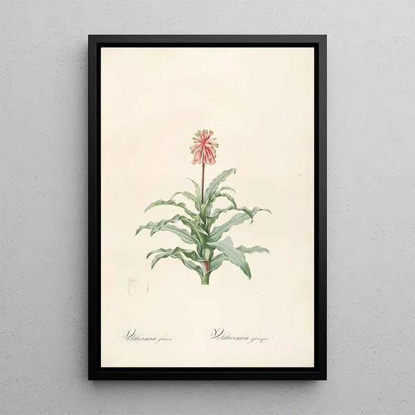 Les liliacées Pl20 - Pierre Joseph Redouté — framed artwork on a wall