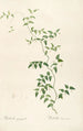 Les liliacées Pl21 - Pierre Joseph Redouté — artwork view
