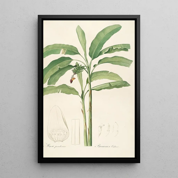 Les liliacées Pl22 - Pierre Joseph Redouté — framed artwork on a wall
