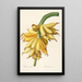 Les liliacées Pl23 - Pierre Joseph Redouté — framed artwork on a wall