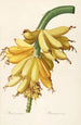 Les liliacées Pl23 - Pierre Joseph Redouté — artwork view