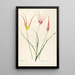 Les liliacées Pl24 - Pierre Joseph Redouté — framed artwork on a wall