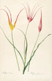 Les liliacées Pl24 - Pierre Joseph Redouté — artwork view