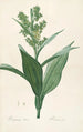 Les liliacées Pl26 - Pierre Joseph Redouté — artwork view