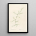 Les liliacées Pl30 - Pierre Joseph Redouté — framed artwork on a wall