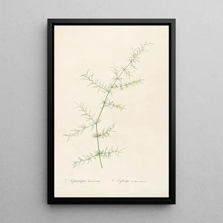 Pierre Joseph Redout - Les liliacees Pl30.webp