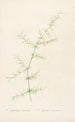 Les liliacées Pl30 - Pierre Joseph Redouté — artwork view