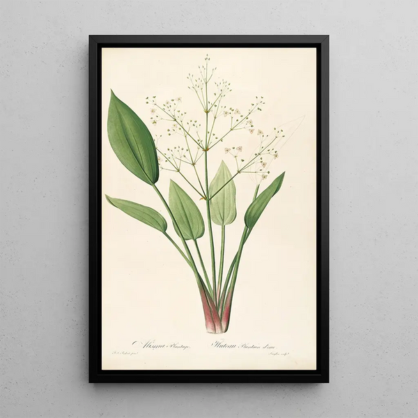 Les liliacées Pl31 - Pierre Joseph Redouté — framed artwork on a wall