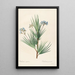 Les liliacées Pl32 - Pierre Joseph Redouté — framed artwork on a wall