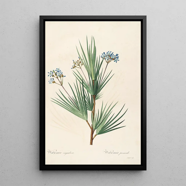 Les liliacées Pl32 - Pierre Joseph Redouté — framed artwork on a wall