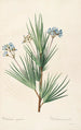 Les liliacées Pl32 - Pierre Joseph Redouté — artwork view
