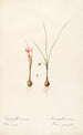 Les liliacées Pl33 - Pierre Joseph Redouté — artwork view