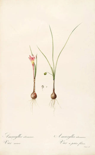 Pierre Joseph Redout - Les liliacees Pl33.webp