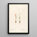 Les liliacées Pl33 - Pierre Joseph Redouté — framed artwork on a wall