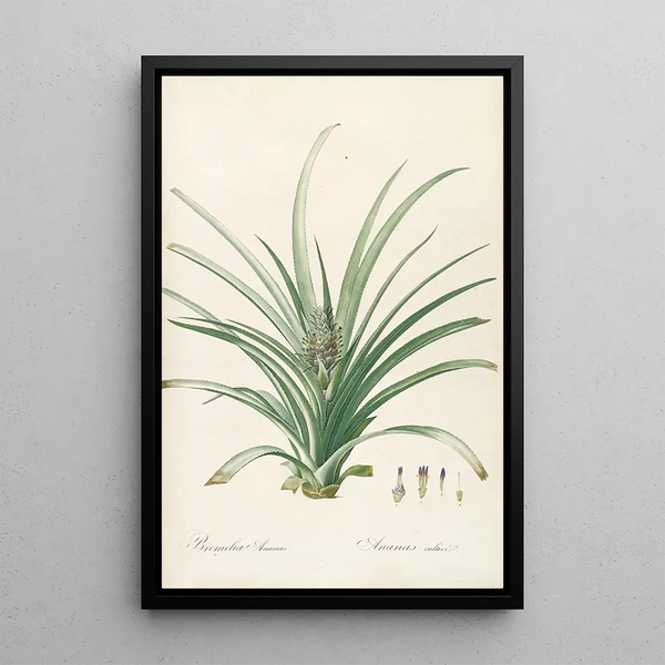 Les liliacées Pl34 - Pierre Joseph Redouté — framed artwork on a wall