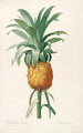 Les liliacées Pl35 - Pierre Joseph Redouté — artwork view
