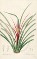 Les liliacées Pl36 - Pierre Joseph Redouté — artwork view