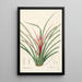 Les liliacées Pl36 - Pierre Joseph Redouté — framed artwork on a wall