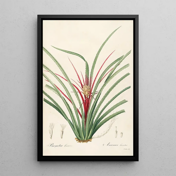 Les liliacées Pl36 - Pierre Joseph Redouté — framed artwork on a wall