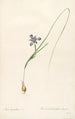 Les Liliacées Pl37 - Pierre Joseph Redouté — artwork view