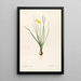 Les Liliacées Pl38 - Pierre Joseph Redouté — framed artwork on a wall