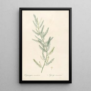 Pierre Joseph Redout - Les liliacees Pl39.webp