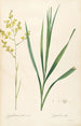 Les Liliacées Pl40 - Pierre Joseph Redouté — artwork view