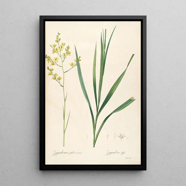 Les Liliacées Pl40 - Pierre Joseph Redouté — framed artwork on a wall