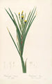 Les Liliacées Pl42 - Pierre Joseph Redouté — artwork view