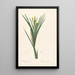 Les Liliacées Pl42 - Pierre Joseph Redouté — framed artwork on a wall