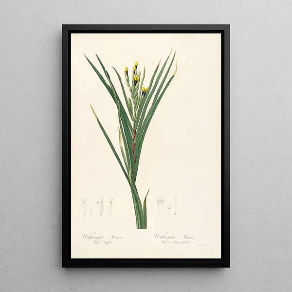 Les Liliacées Pl42 - Pierre Joseph Redouté — framed artwork on a wall