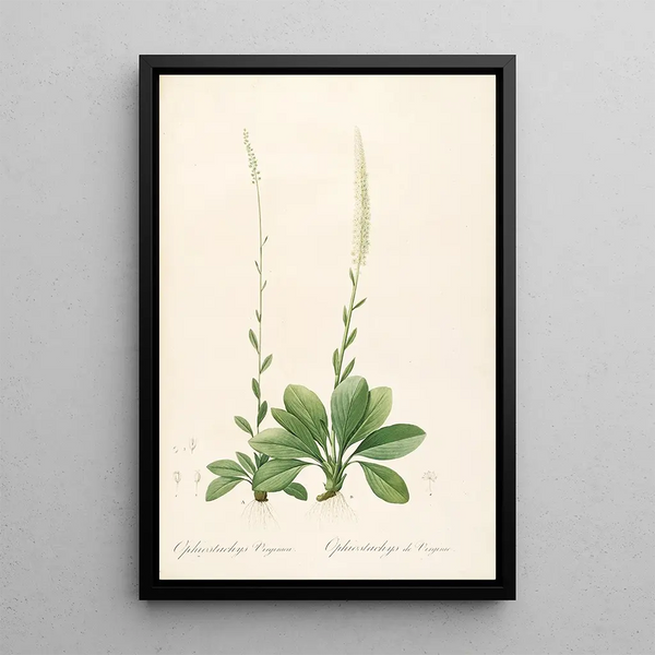 Les Liliacées Pl43 - Pierre Joseph Redouté — framed artwork on a wall