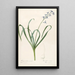 Les Liliacées Pl44 - Pierre Joseph Redouté — framed artwork on a wall
