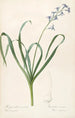 Les Liliacées Pl44 - Pierre Joseph Redouté — artwork view