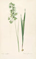 Les Liliacées Pl45 - Pierre Joseph Redouté — artwork view