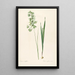 Les Liliacées Pl45 - Pierre Joseph Redouté — framed artwork on a wall