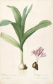 Les Liliacées Pl47 - Pierre Joseph Redouté — artwork view