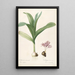 Les Liliacées Pl47 - Pierre Joseph Redouté — framed artwork on a wall