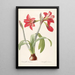 Les Liliacées Pl48 - Pierre Joseph Redouté — framed artwork on a wall