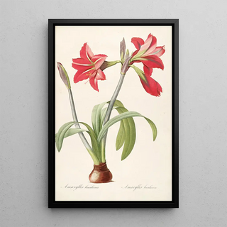 Pierre Joseph Redout - Les liliacees Pl48.webp