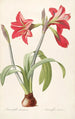 Les Liliacées Pl48 - Pierre Joseph Redouté — artwork view