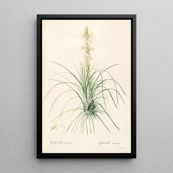 Les Liliacées Pl49 - Pierre Joseph Redouté — framed artwork on a wall