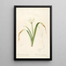Les Liliacées Pl50 - Pierre Joseph Redouté — framed artwork on a wall