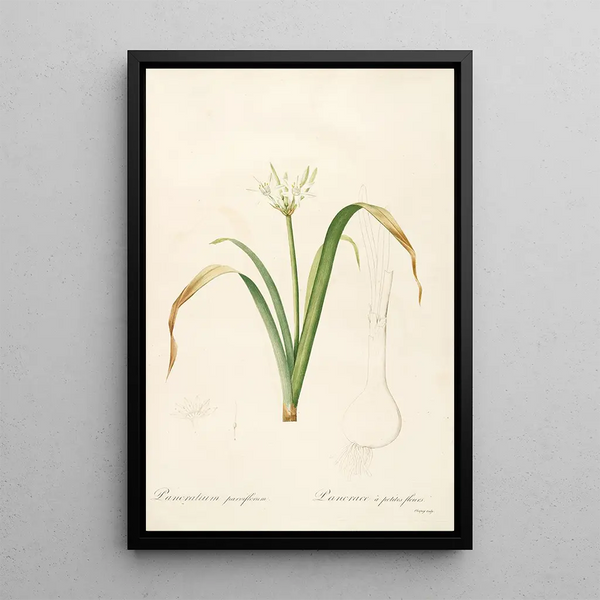 Les Liliacées Pl50 - Pierre Joseph Redouté — framed artwork on a wall