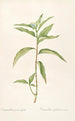 Les Liliacées Pl51 - Pierre Joseph Redouté — artwork view