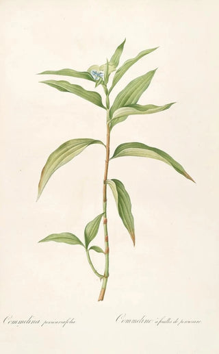 Pierre Joseph Redout - Les liliacees Pl51.webp