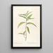 Les Liliacées Pl51 - Pierre Joseph Redouté — framed artwork on a wall