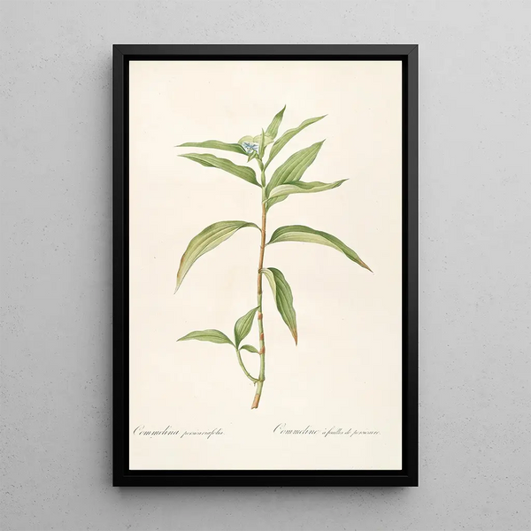 Les Liliacées Pl51 - Pierre Joseph Redouté — framed artwork on a wall