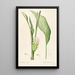Les Liliacées Pl52 - Pierre Joseph Redouté — framed artwork on a wall