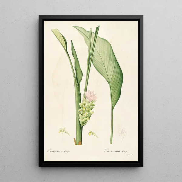 Les Liliacées Pl52 - Pierre Joseph Redouté — framed artwork on a wall